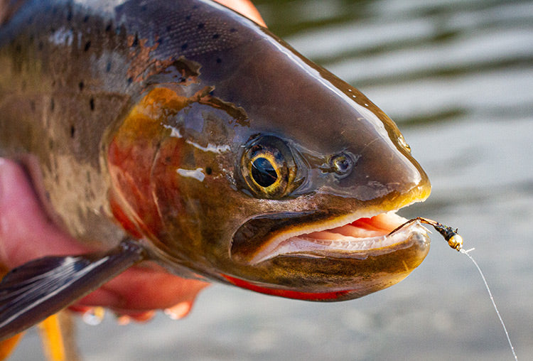 15 June, 2023 - Yellowstone River and Livingston Area Fly Fishing Report