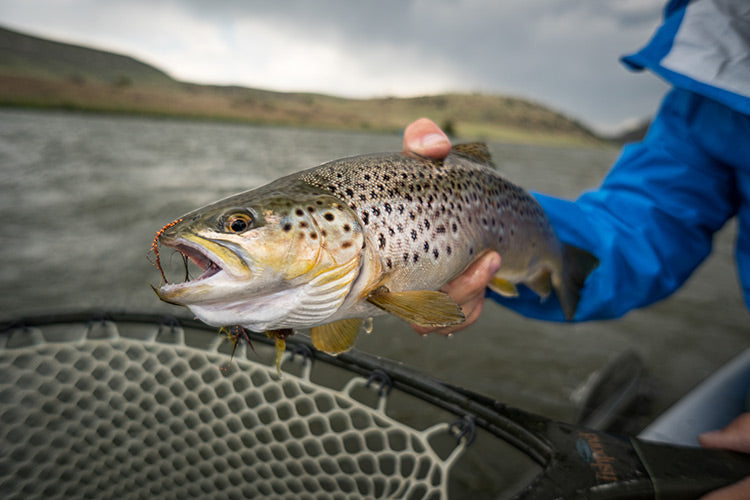 17 October, 2022 - Yellowstone River and Livingston Area Fly Fishing Report