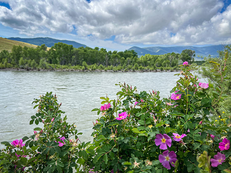 22 June, 2024 - Yellowstone River and Livingston Area Fly Fishing Report