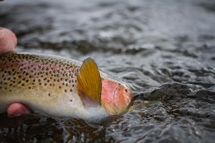 31 May, 2023 - Yellowstone River and Livingston Area Fly Fishing