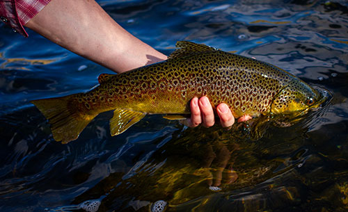 8 October, 2021 - Yellowstone River and Livingston Area Fly Fishing Report