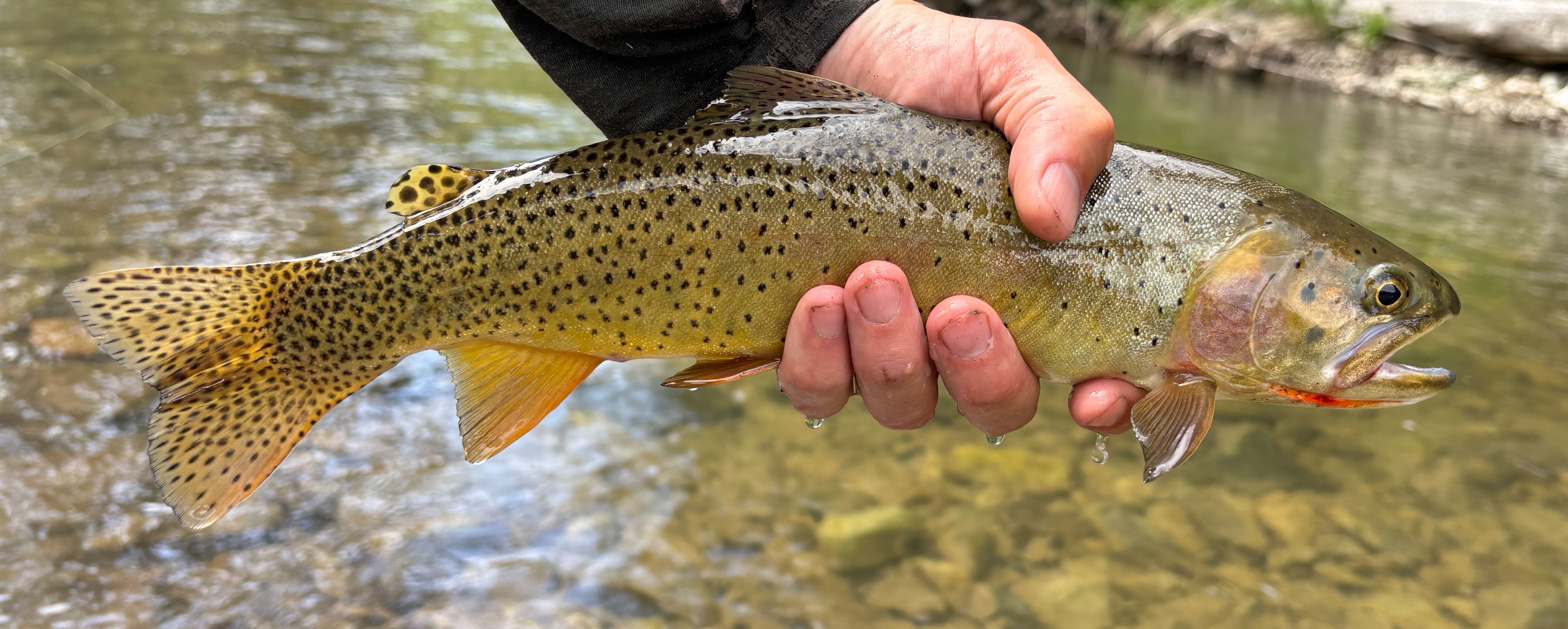 Yellowstone River and Livingston Area Fishing Report - July 29, 2026