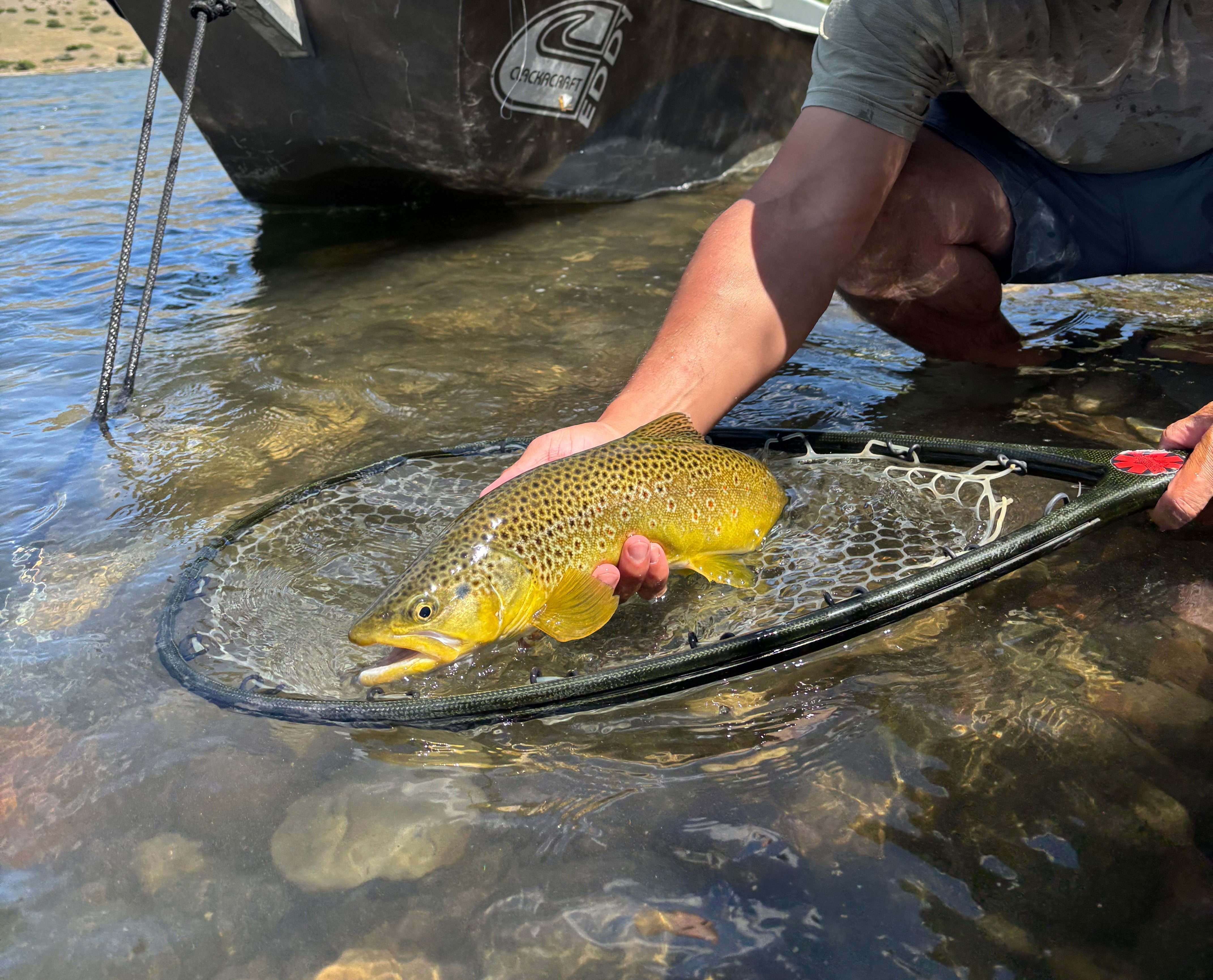 Yellowstone River and Livingston Area Fishing Report - August 13, 2026