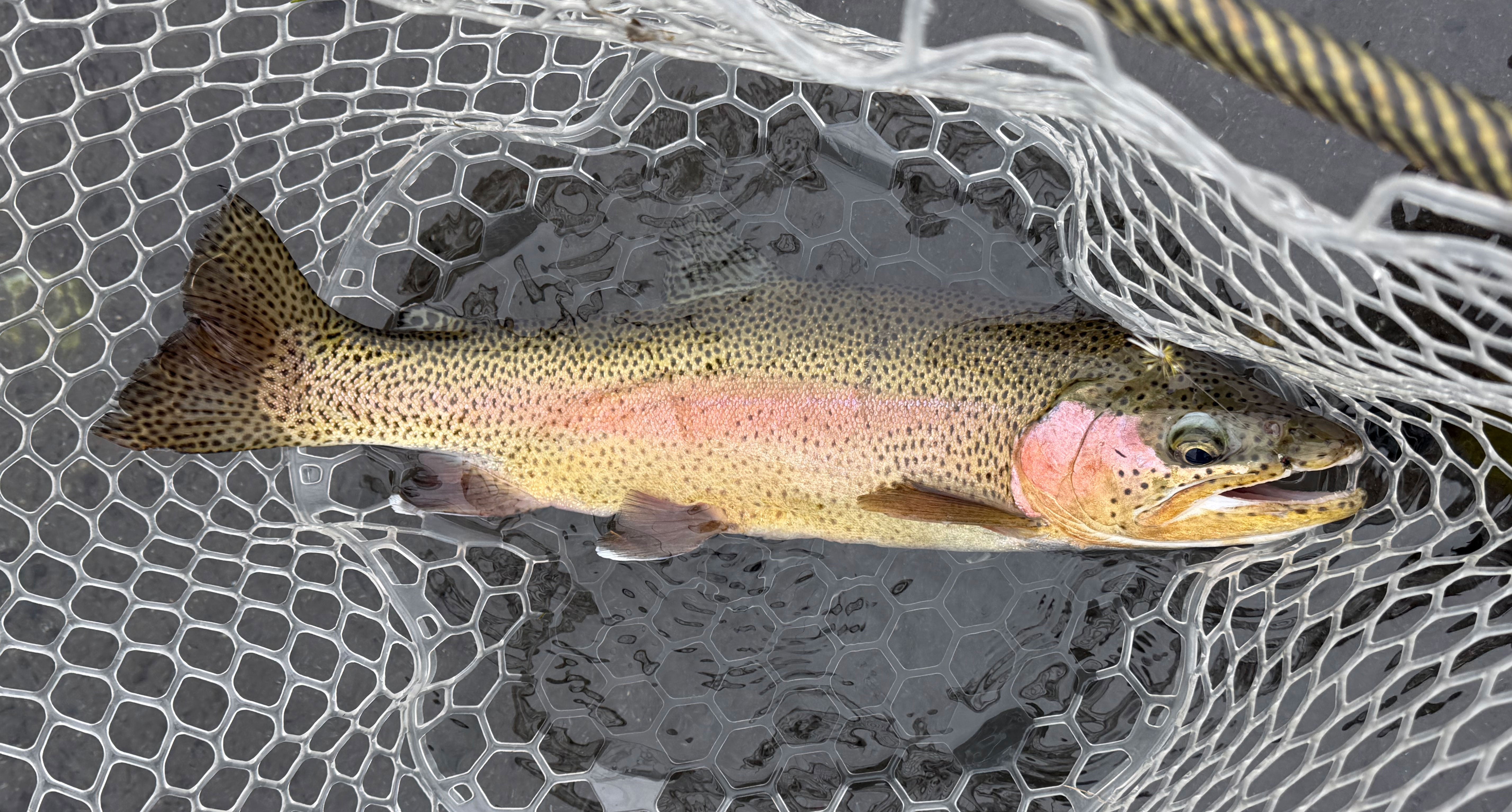 Yellowstone River and Livingston Area Fishing Report - July 1, 2026