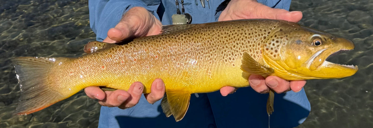 Yellowstone River and Livingston Area Fishing Report - July 22, 2026