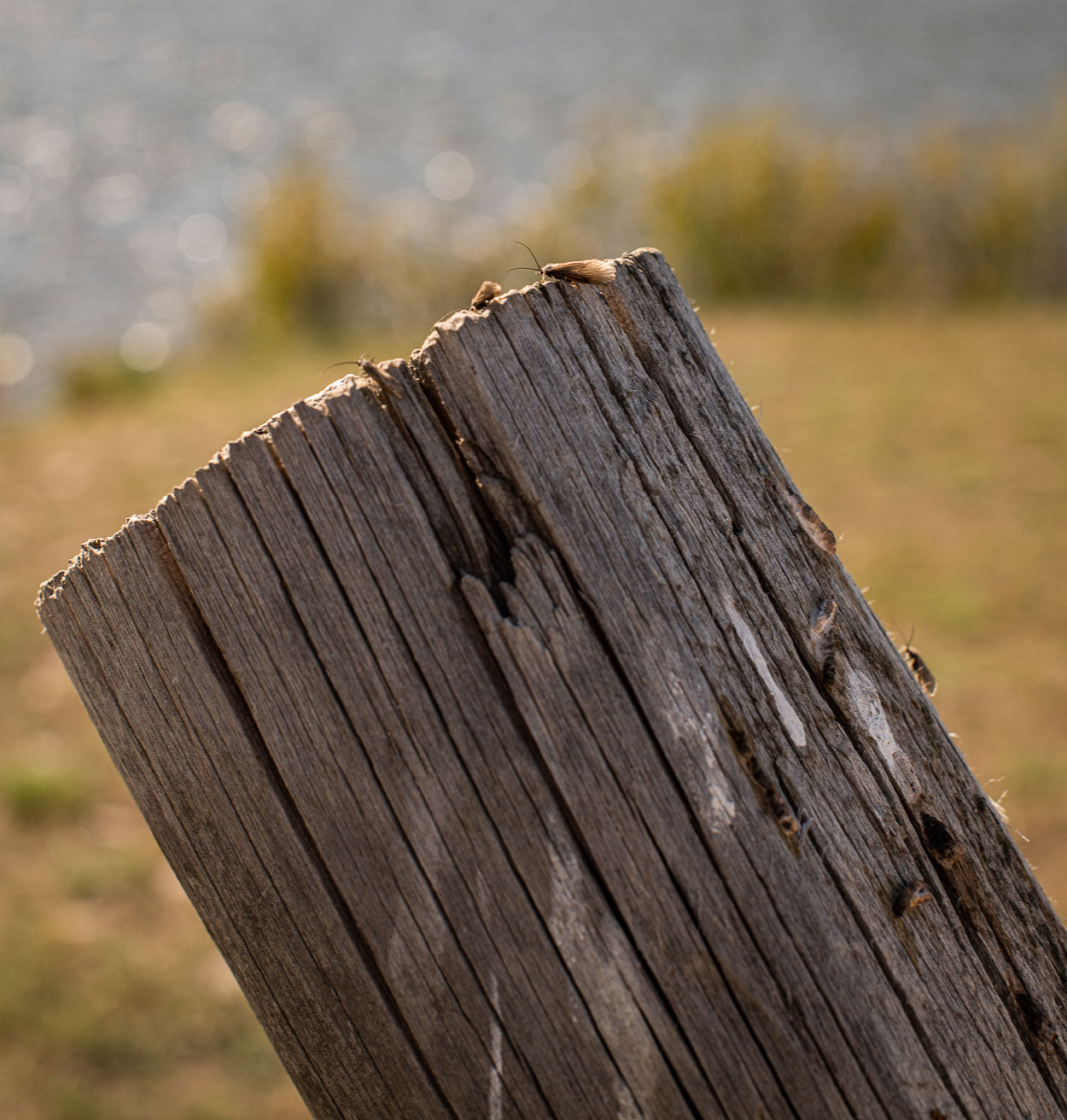 6 May, 2023 - Yellowstone River and Livingston Area Fly Fishing Report