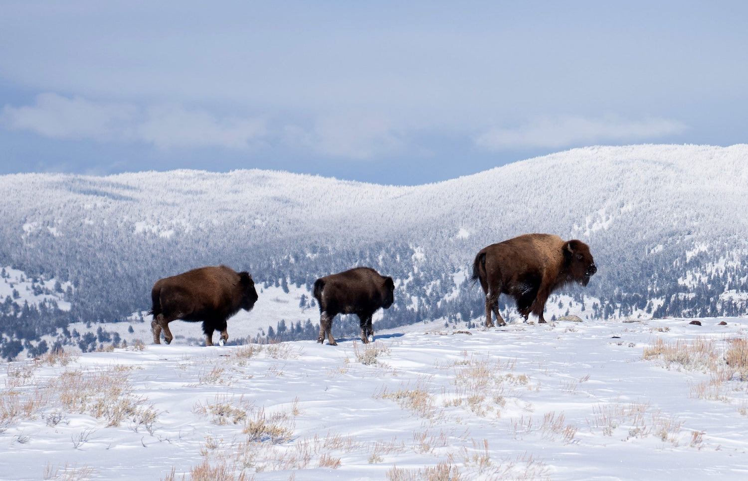 Bison in snow, Yellowstone National Park