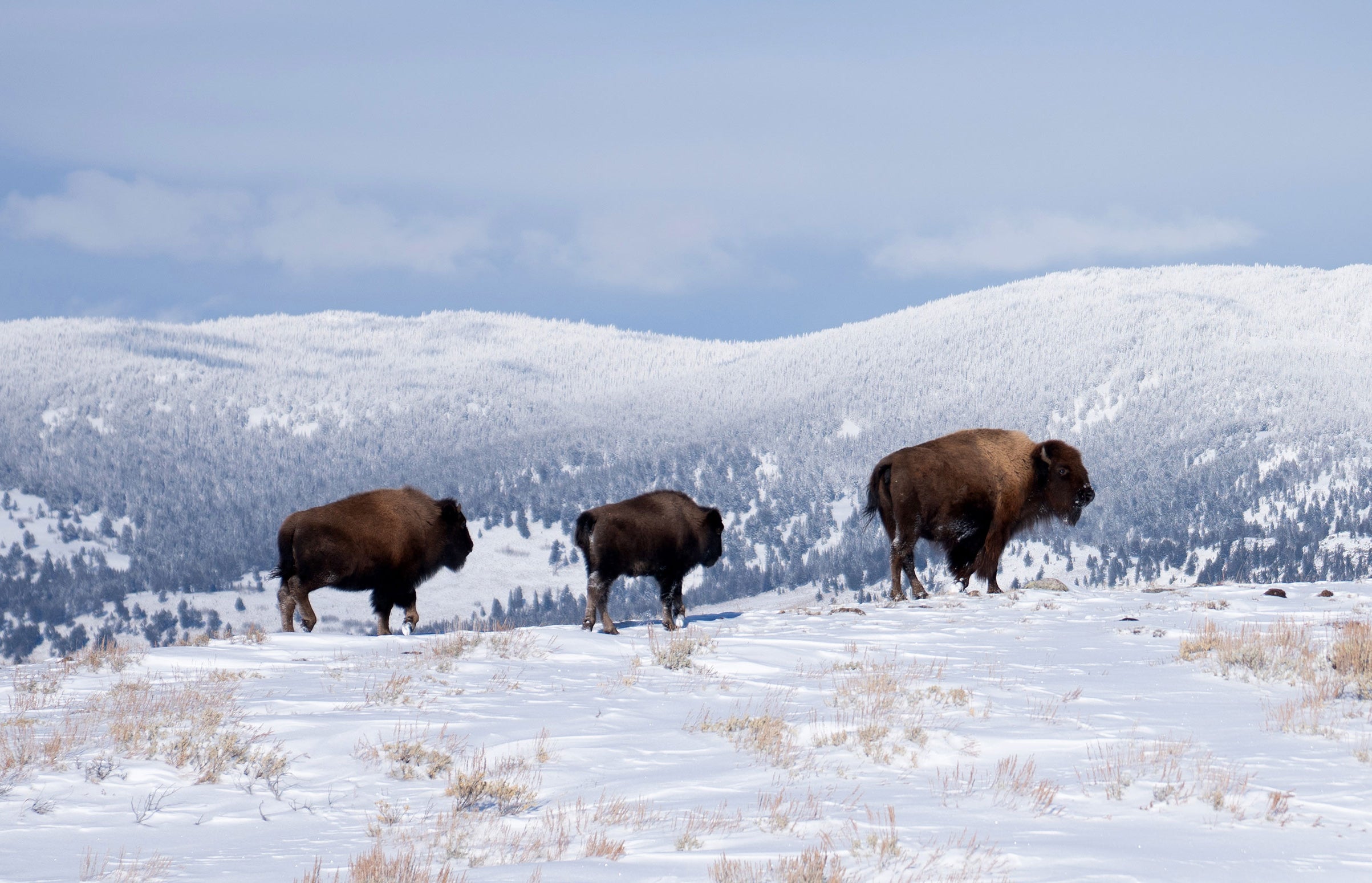 Bison in snow, Yellowstone National Park