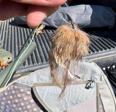 20 March, 2023 - Yellowstone River and Livingston Area Fly Fishing Report