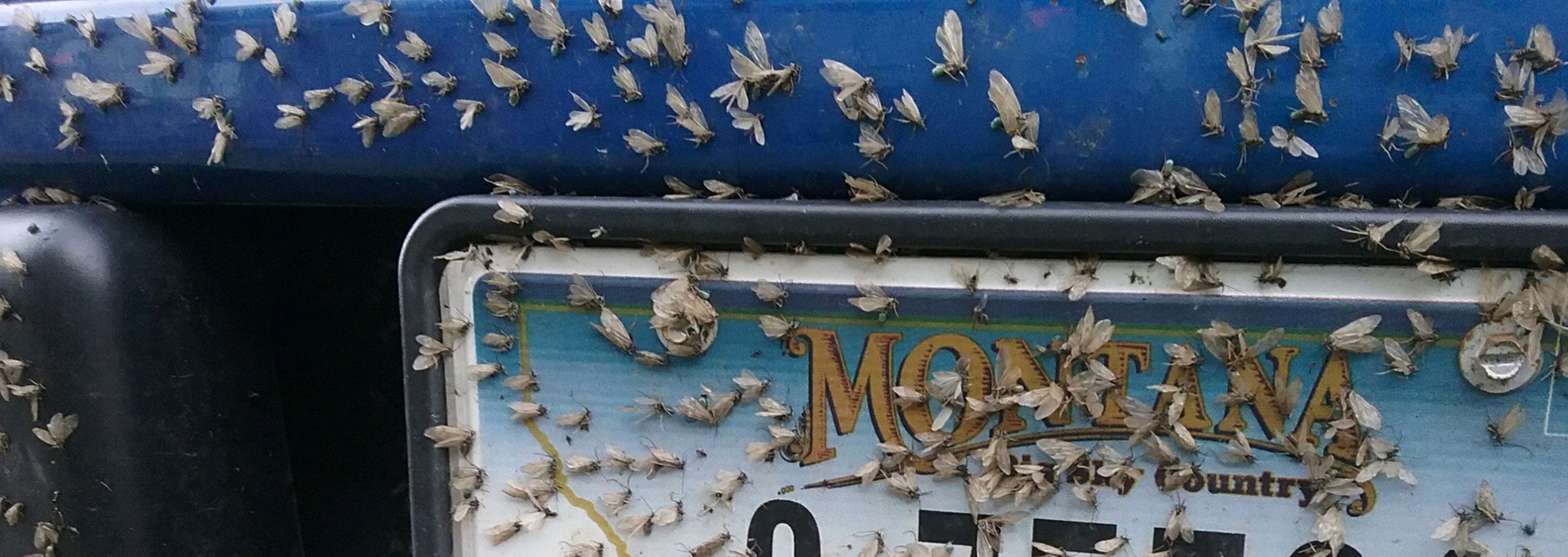 May 7, 2021 - Yellowstone River and Livingston Area Fishing Report