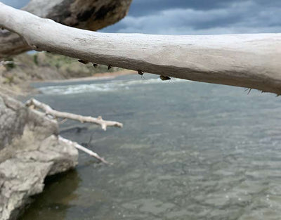 28 April, 2023 - Yellowstone River and Livingston Area Fly Fishing Report