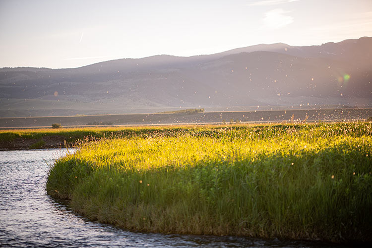 10 July, 2024 - Yellowstone River and Livingston Area Fly Fishing Report