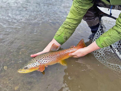 10 June, 2022 - Yellowstone River and Livingston Area Fly Fishing Report