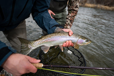 15 April, 2022 - Yellowstone River and Livingston Area Fly Fishing Report