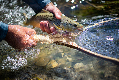 15 August, 2022 - Yellowstone River and Livingston Area Fly Fishing Report