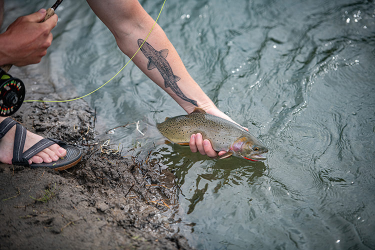 15 July, 2023 - Yellowstone River and Livingston Area Fly Fishing Report