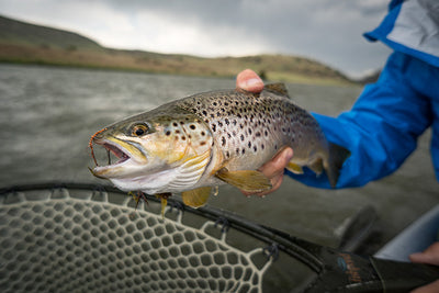17 October, 2022 - Yellowstone River and Livingston Area Fly Fishing Report