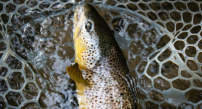 17 September, 2022 - Yellowstone River and Livingston Area Fly Fishing Report