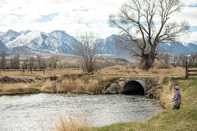 19 November, 2021 - Yellowstone River and Livingston Area Fly Fishing Report