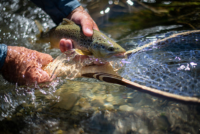 2 September, 2023 - Yellowstone River and Livingston Area Fly Fishing Report