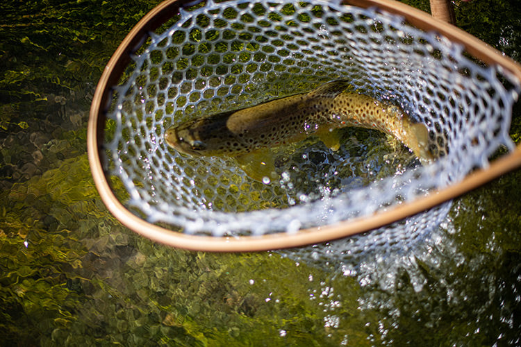 22 August, 2022 - Yellowstone River and Livingston Area Fly Fishing Report