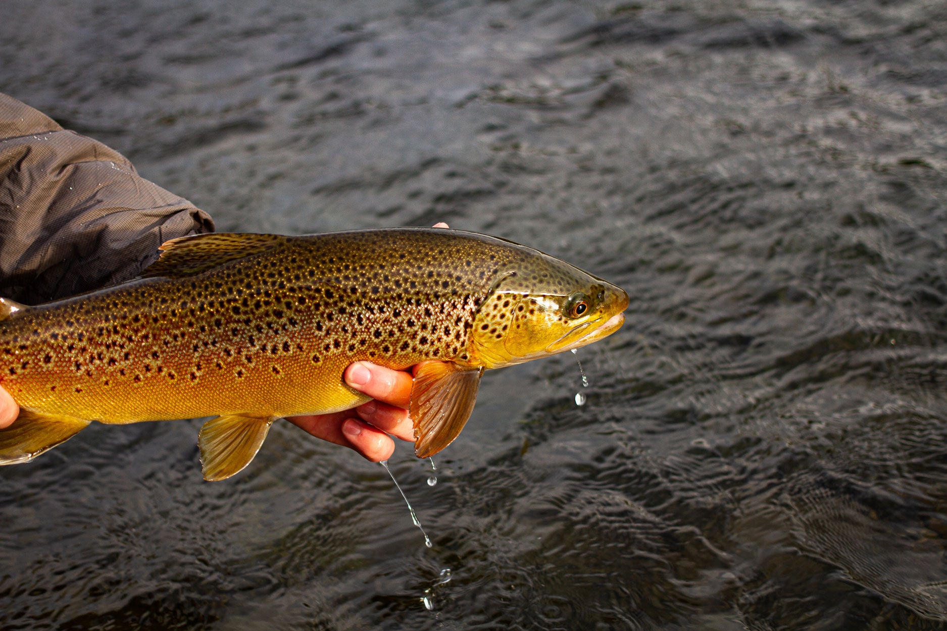 23 April 2021 - Yellowstone River and Livingston Area Fishing Report