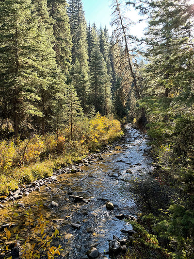 23 October, 2021 - Yellowstone River and Livingston Area Fly Fishing Report