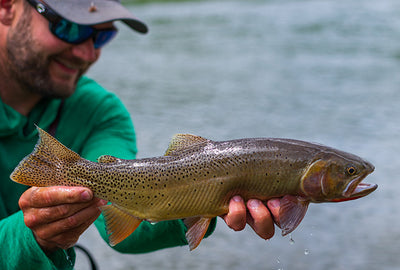 24 June, 2023 - Yellowstone River and Livingston Area Fly Fishing Report