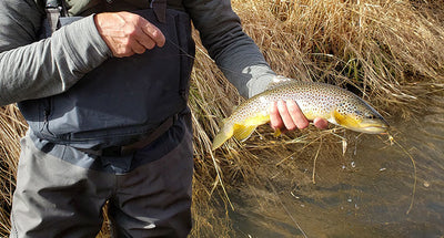 29 October, 2021 - Yellowstone River and Livingston Area Fly Fishing Report