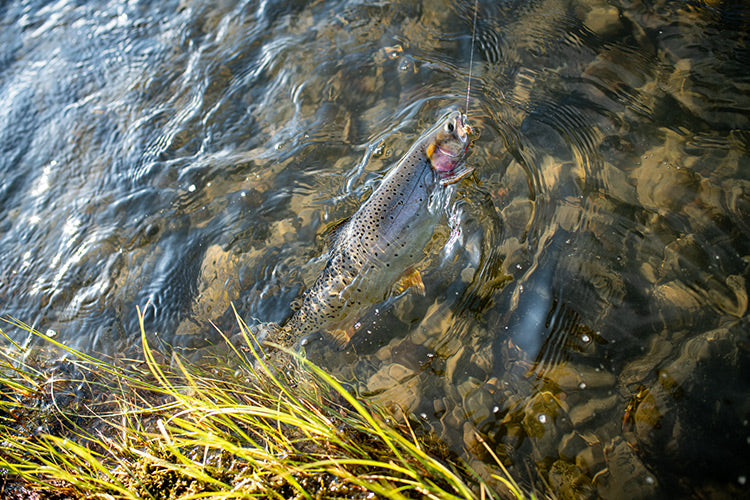 31 July, 2023 - Yellowstone River and Livingston Area Fly Fishing Report