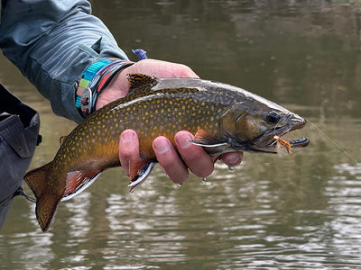 6 October, 2024 - Yellowstone River and Livingston Area Fly Fishing Report