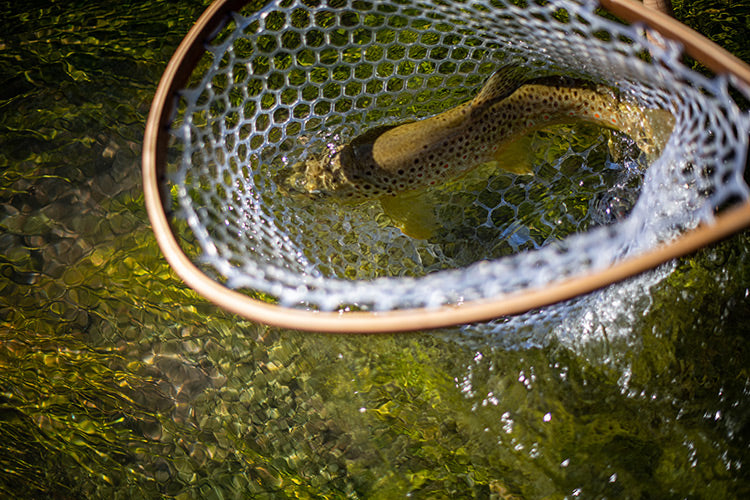 7 August, 2023 - Yellowstone River and Livingston Area Fly Fishing Report