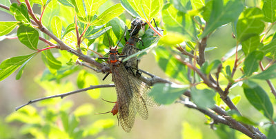 Yellowstone River and Livingston Area Fly Fishing Report - June 30, 2025