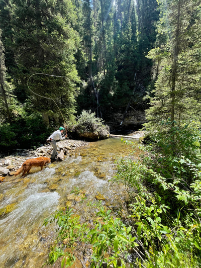 19 August, 2024 - Yellowstone River and Livingston Area Fly Fishing Report