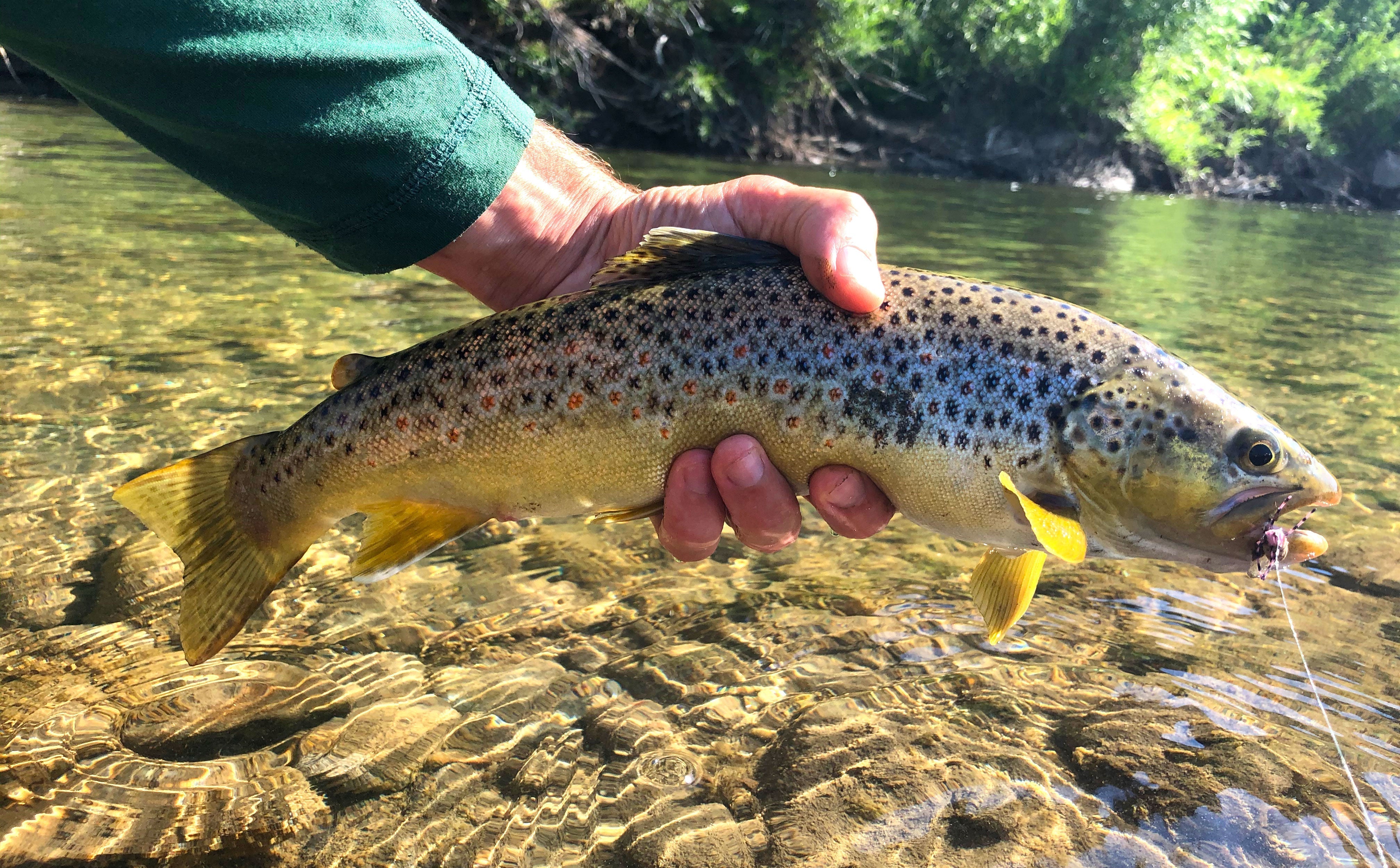 Yellowstone River and Livingston Area Fishing Report - August 20, 2026