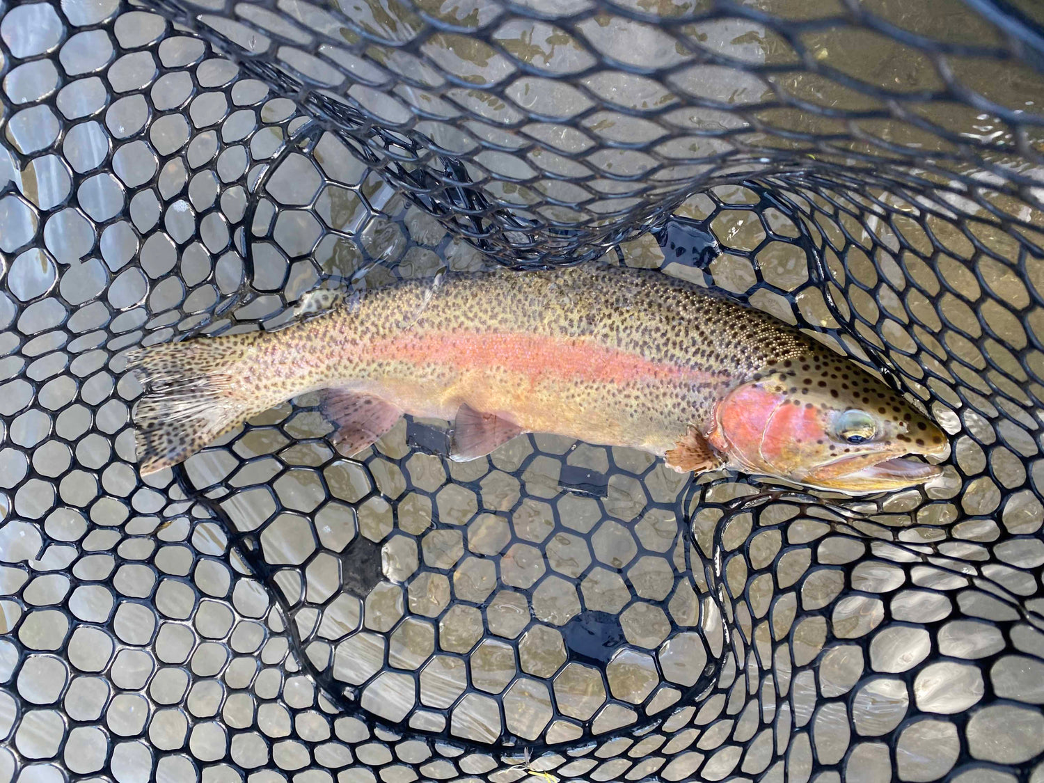 Yellowstone River and Livingston Area Fly Fishing Report - June 13, 2025