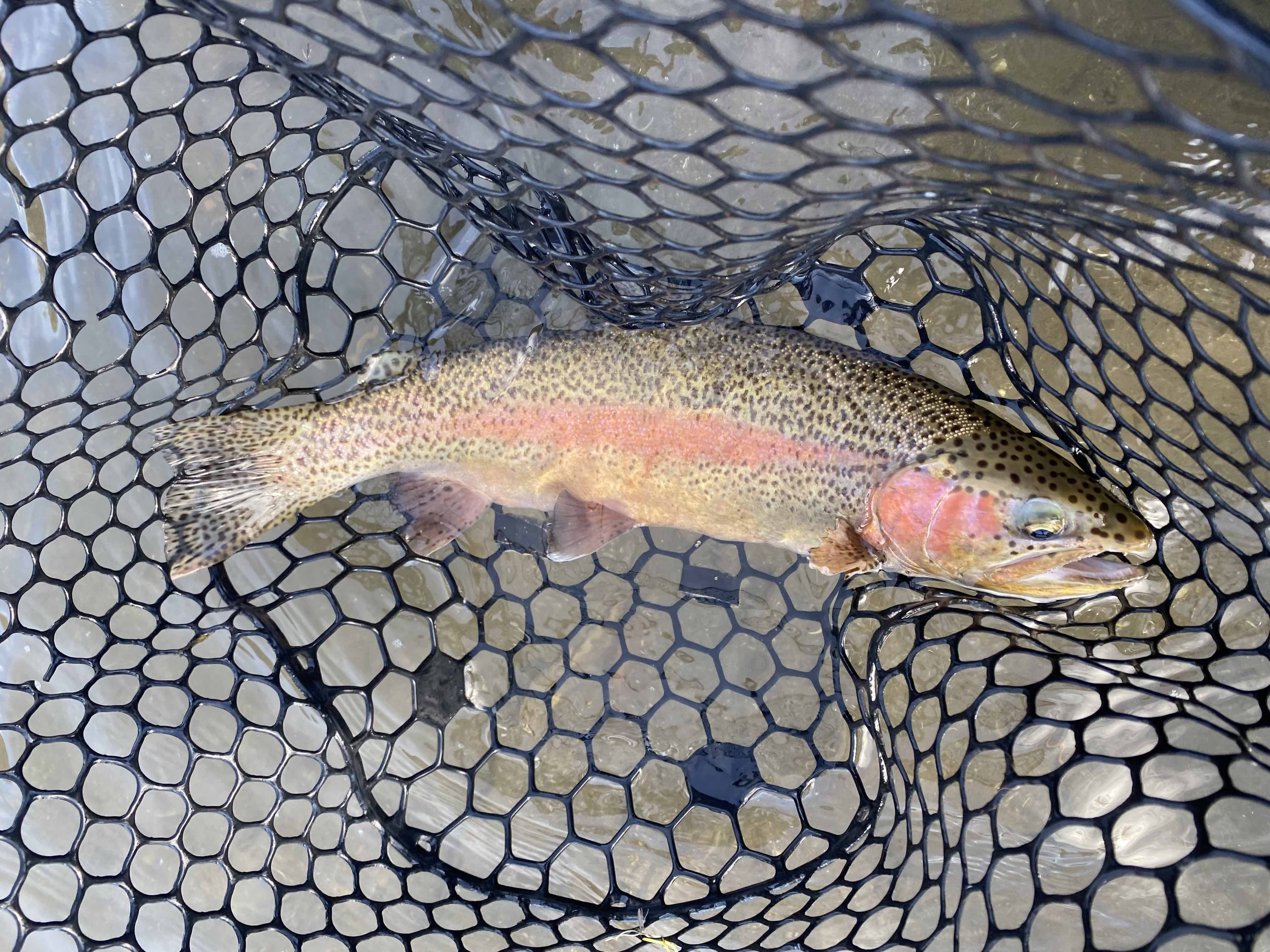Yellowstone River and Livingston Area Fly Fishing Report - June 13, 2025