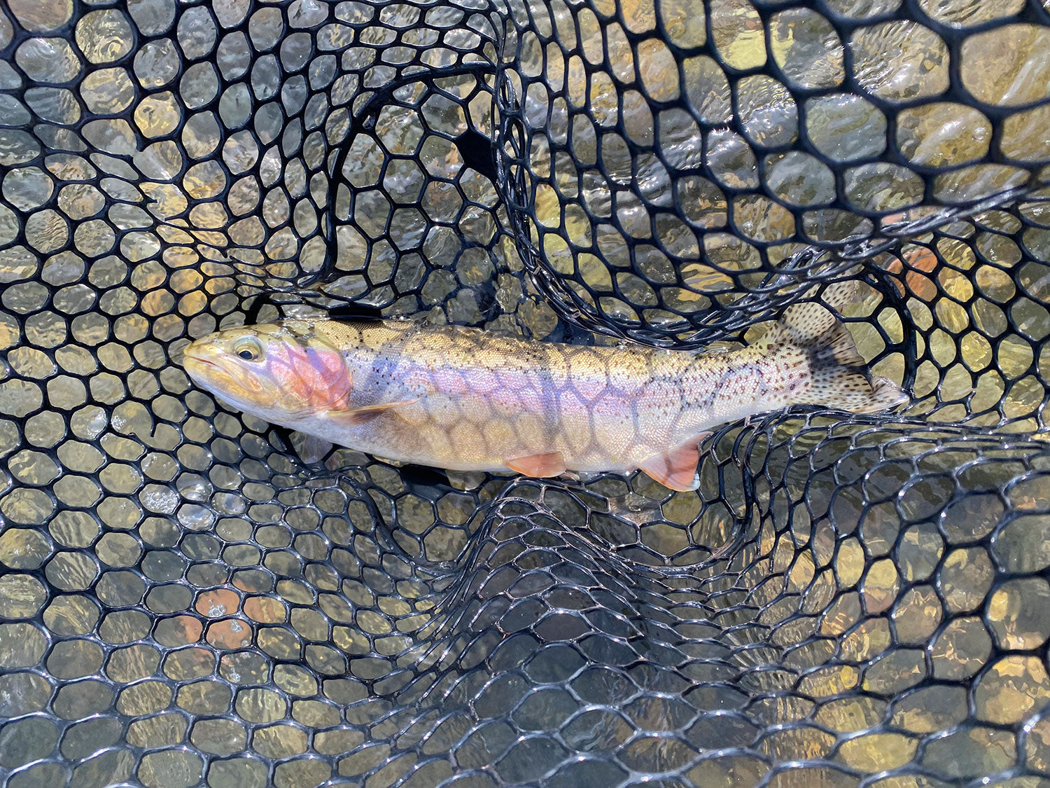 Fly fishing the Paradise Valley spring creeks