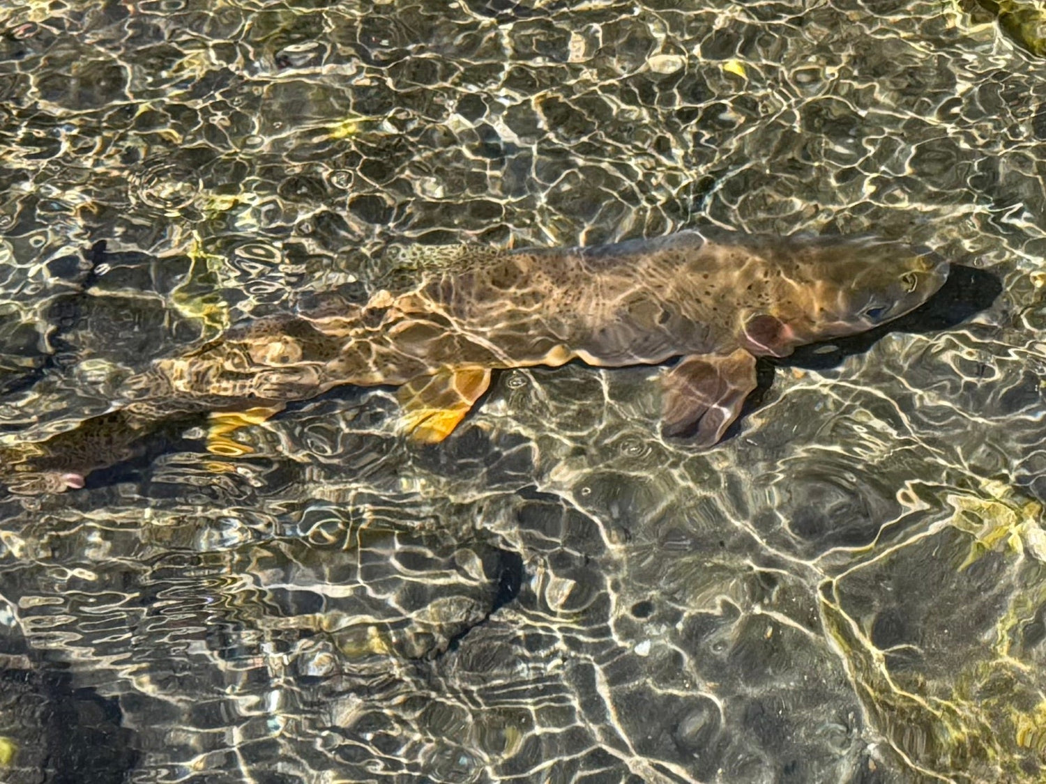 Yellowstone River and Livingston Area Fishing Report - July 8, 2026