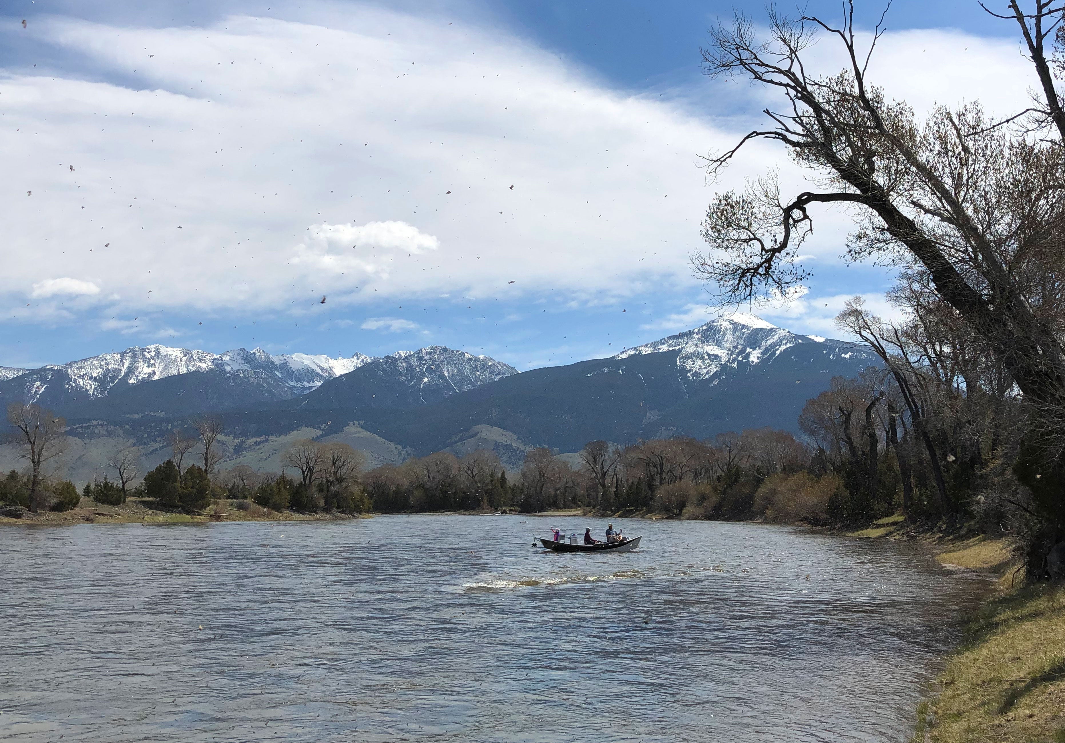 Yellowstone River and Paradise Valley Fishing Report - May 1, 2026