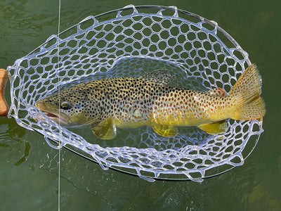 14 August, 2021 - Yellowstone River and Livingston Area Fly Fishing Report