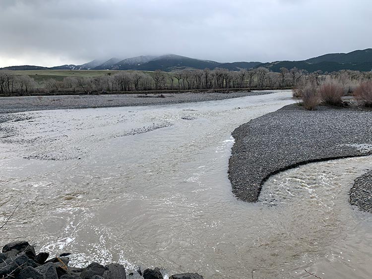 Mother's Day Caddis Update - May 7, 2022 - Yellowstone River and Livingston Area Fly Fishing Report