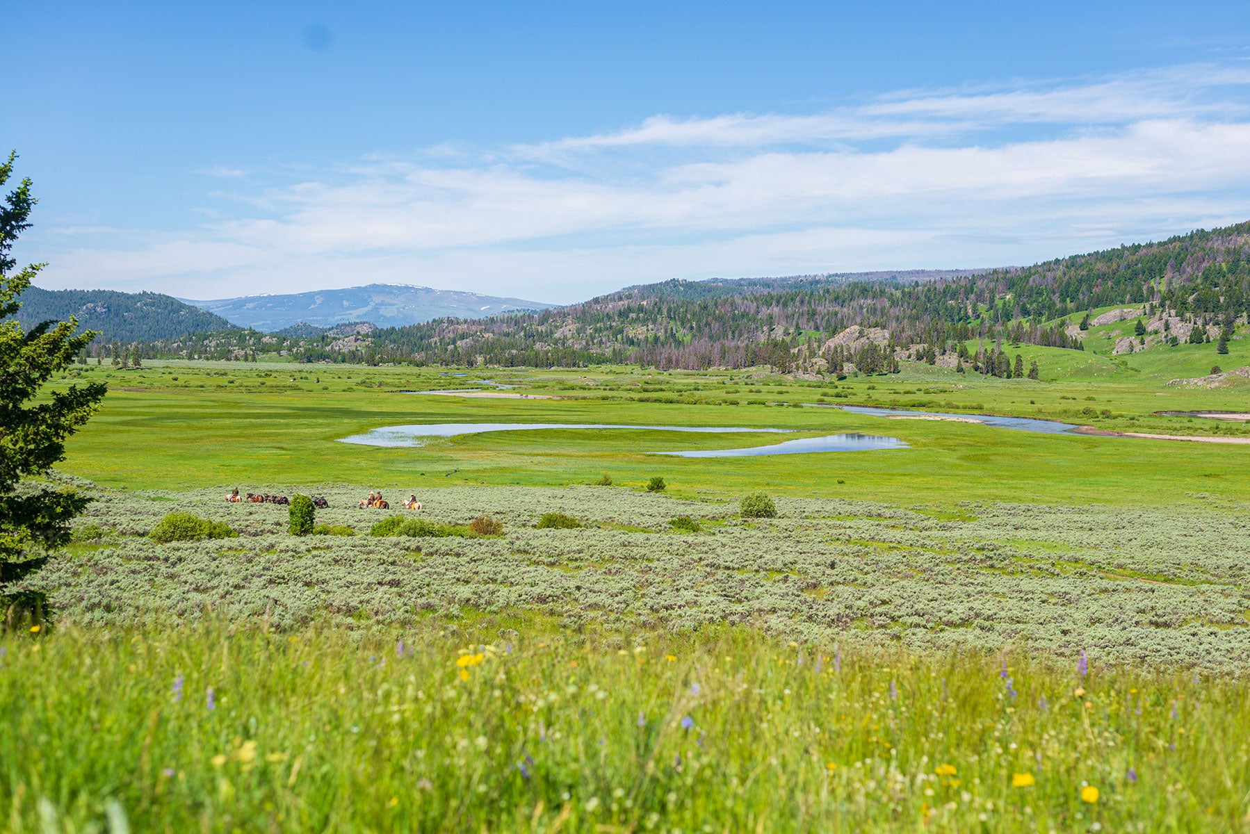 28 May, 2021 - Yellowstone River and Livingston Area Fishing Report