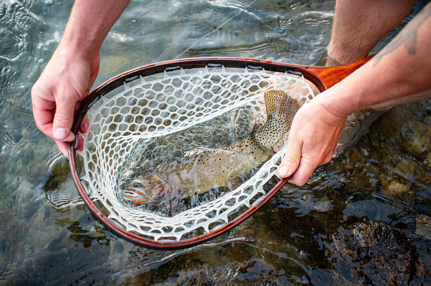yellowstone cutthroat trout yellowstone river 